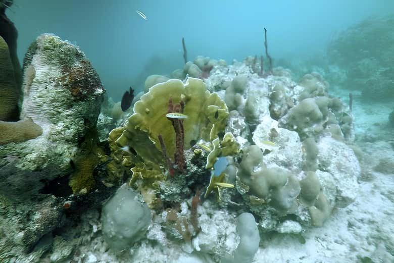 Excursión a isla Saona en barco con visión submarina