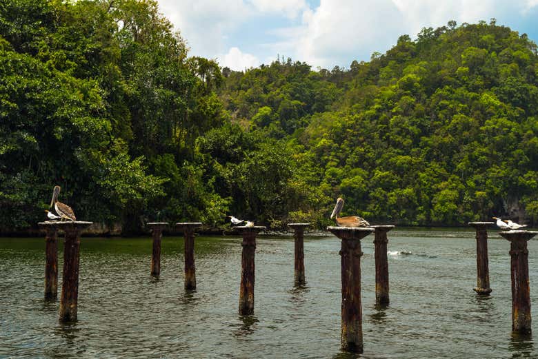 Excursión al Parque Nacional Los Haitises y Cayo Levantado