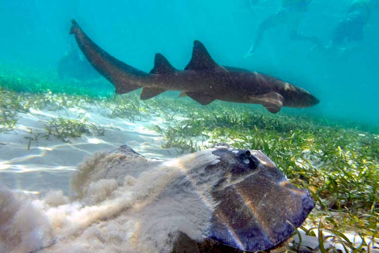Paseo en barco y snorkel en Marinarium