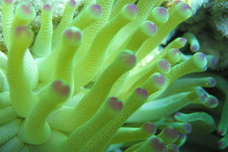 Paseo en barco y snorkel en Marinarium