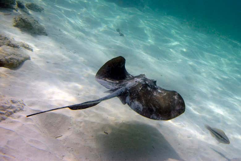 Paseo en barco y snorkel en Marinarium