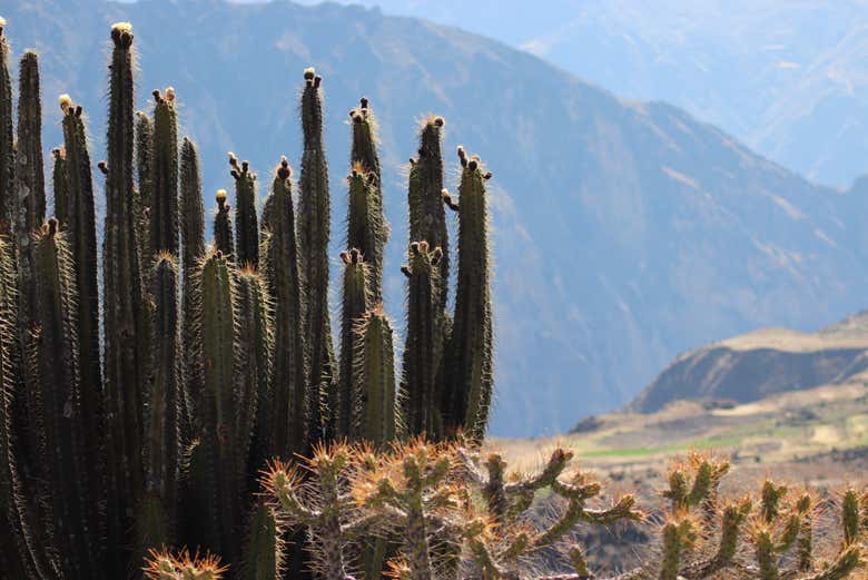 Tour en quad por el valle de Chilina