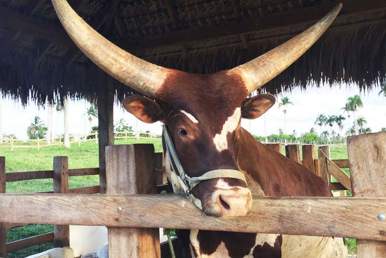 Excursión a Eco Park Punta Cana
