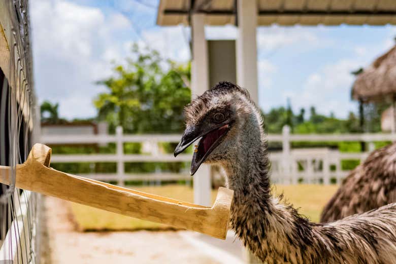 Excursión a Eco Park Punta Cana