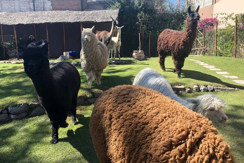 Tour por Arequipa + Mundo Alpaca