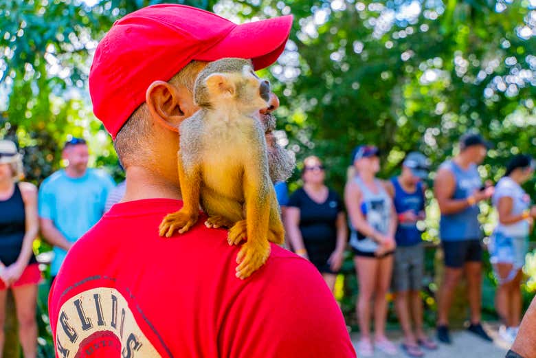 Excursión a Monkeyland