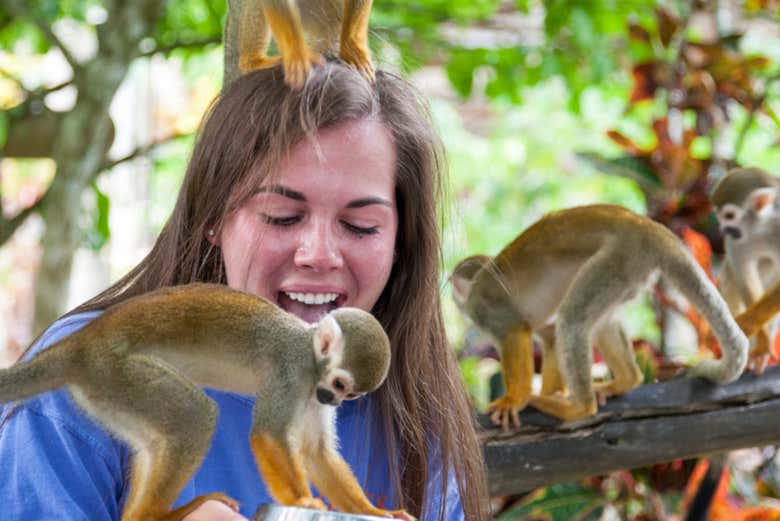 Excursión a Monkeyland