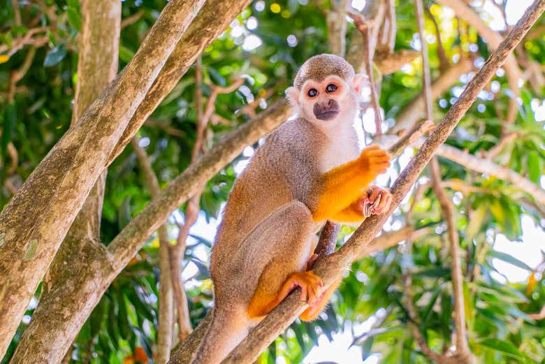 Excursión a Monkeyland