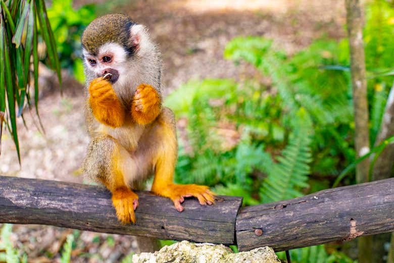 Excursión a Monkeyland