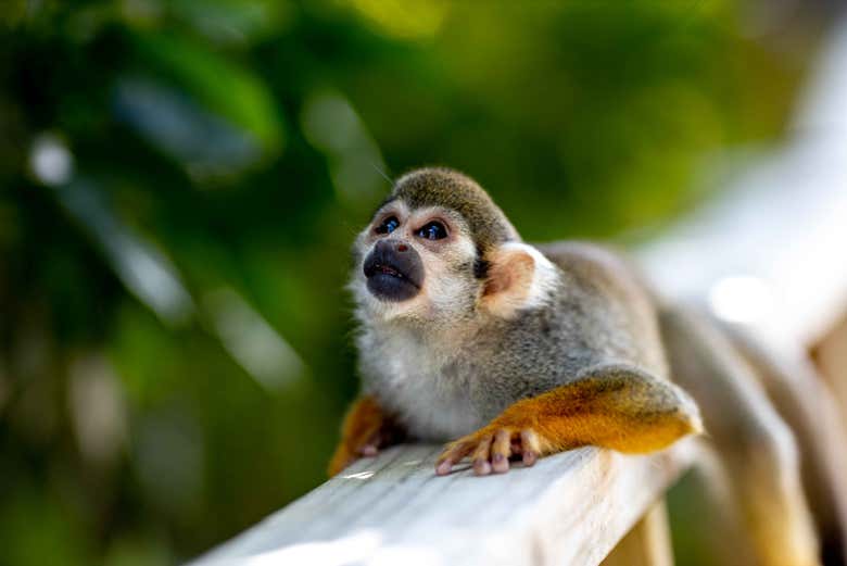 Excursión a Monkeyland
