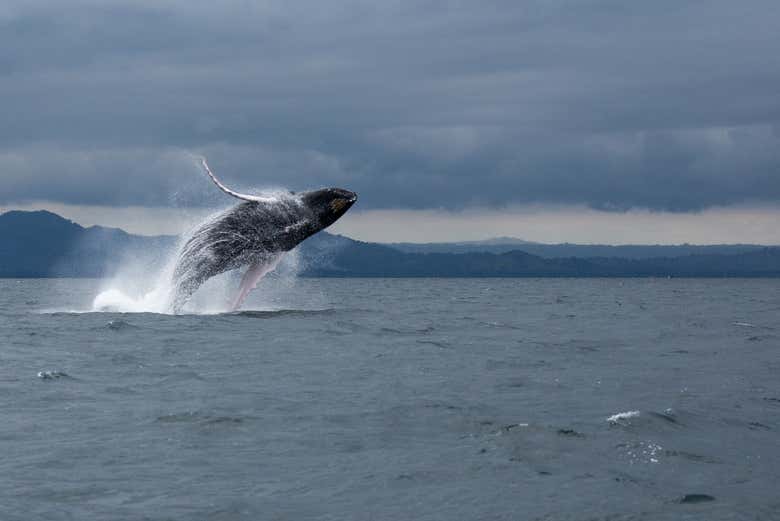 Avistamiento de ballenas en Samaná + Cayo Levantado