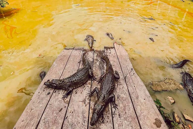 Paseo en barco por los ríos Amazonas e Itaya