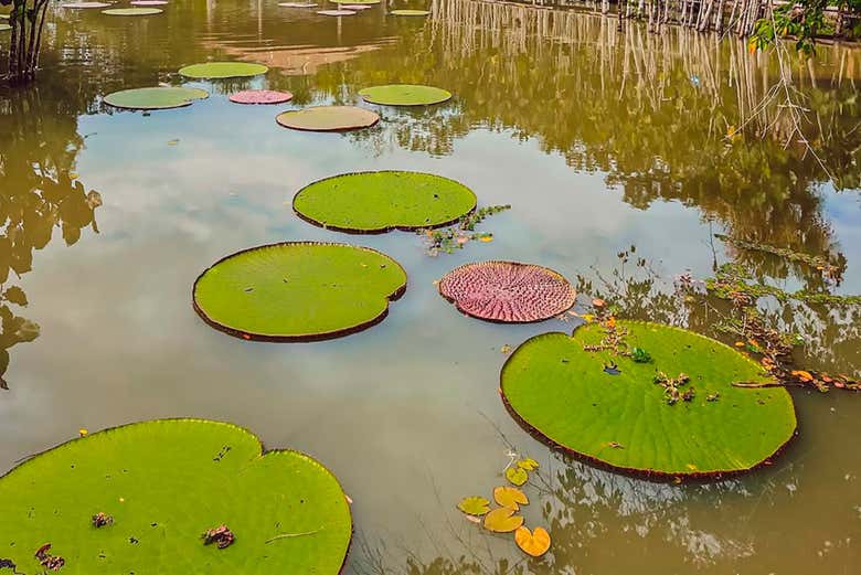 Paseo en barco por los ríos Amazonas e Itaya