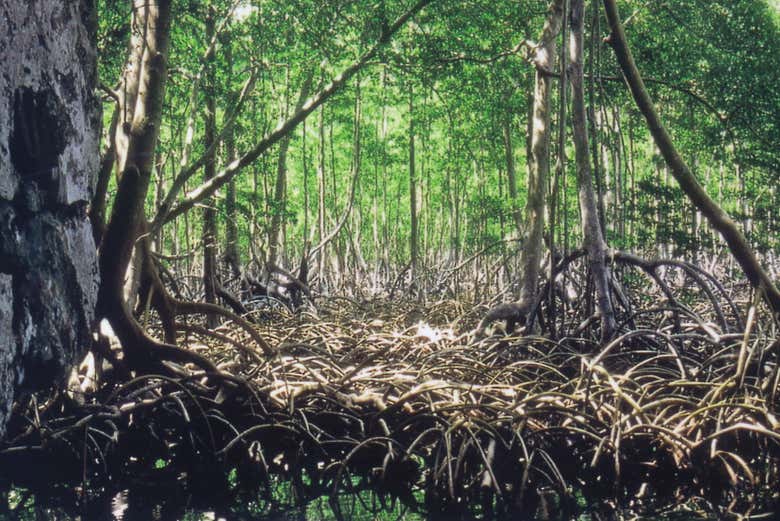 Excursión al Parque Nacional Los Haitises