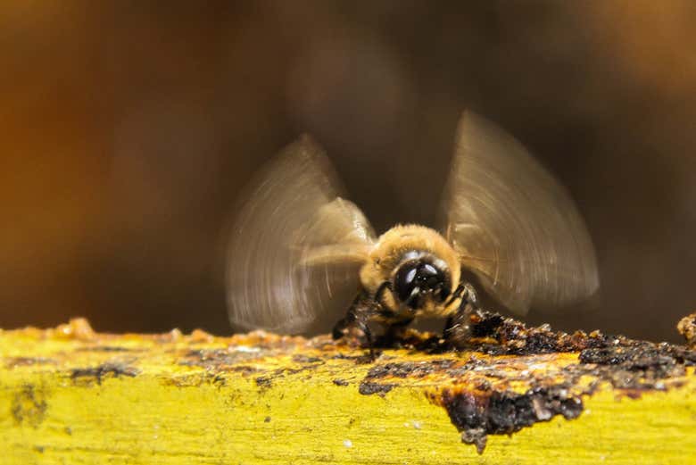 Visita a la Reserva Ecológica Ojos Indígenas + Avistamiento de animales