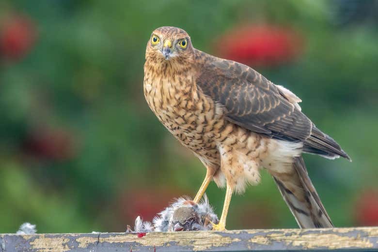 Visita a la Reserva Ecológica Ojos Indígenas + Avistamiento de animales