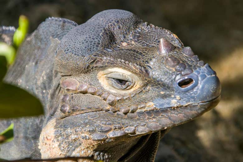 Visita a la Reserva Ecológica Ojos Indígenas + Avistamiento de animales