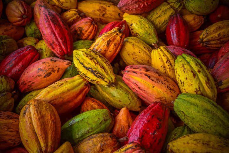 Tour del cacao y el café