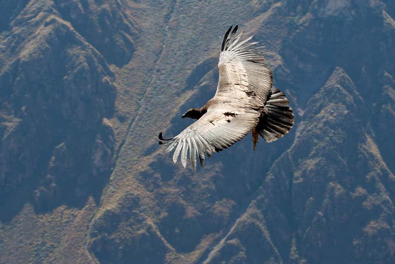 Excursión al Cañón del Colca finalizando en Puno