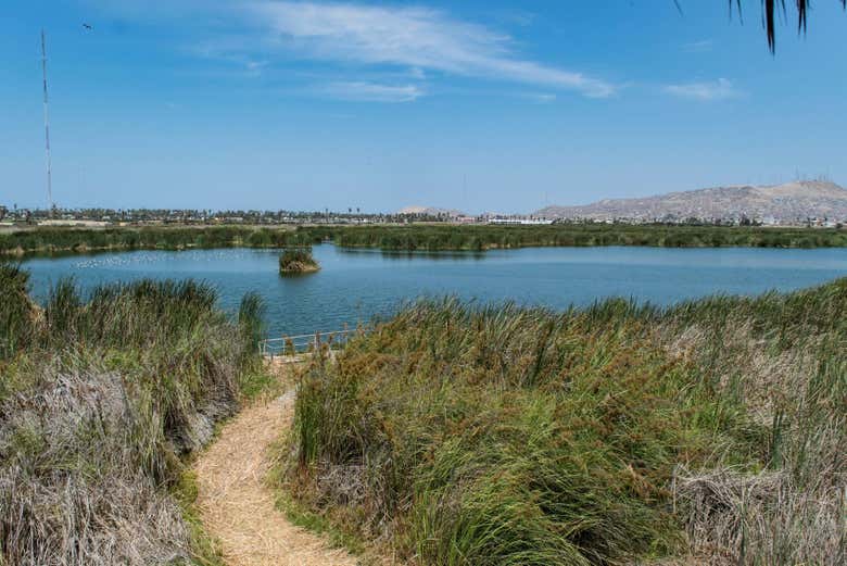 Excursión a Bandurria y humedales del Paraíso