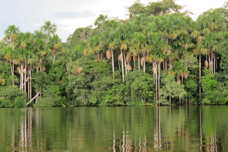 Excursión a la isla Saona + Río Chavón