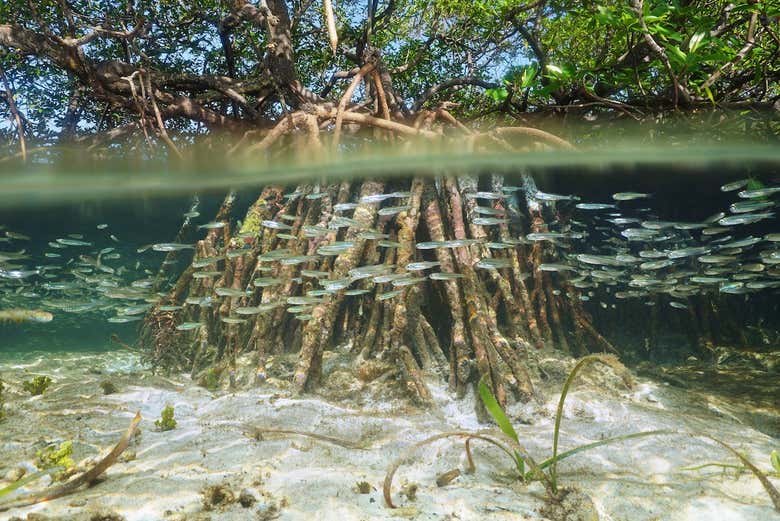 Excursión a la isla Saona + Río Chavón