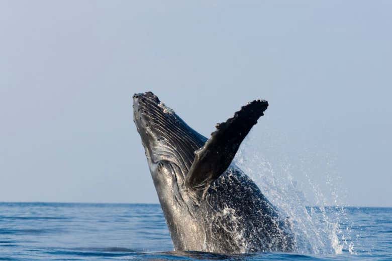 Avistamiento de ballenas en Samaná + Cayo Levantado y Playa Rincón