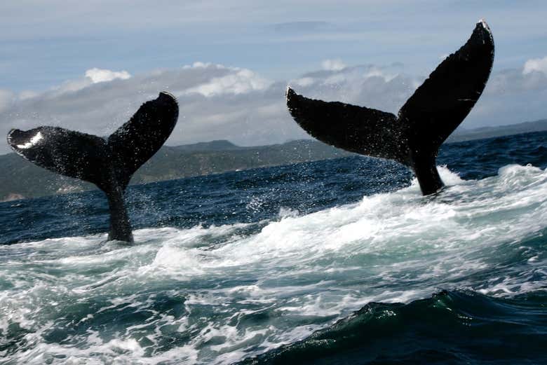 Avistamiento de ballenas en Samaná + Cayo Levantado y Playa Rincón
