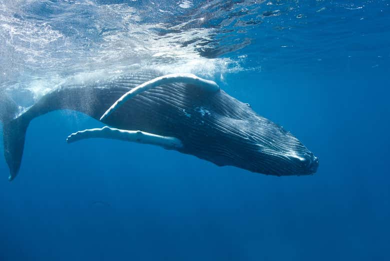 Avistamiento de ballenas en Samaná + Cayo Levantado y Playa Rincón
