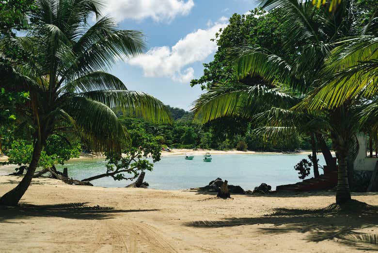 Avistamiento de ballenas en Samaná + Cayo Levantado y Playa Rincón
