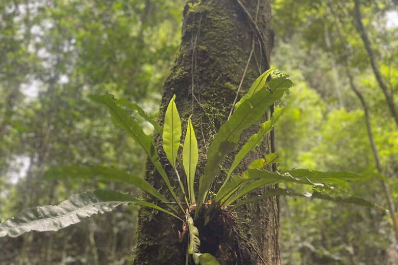 Senderismo y kayak por el Parque Nacional Los Haitises