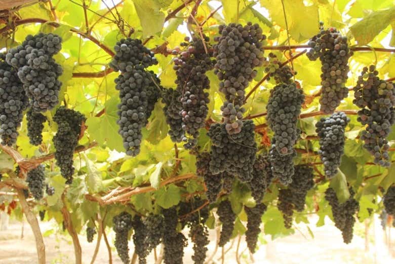 Tour del pisco y el vino por el Valle de Majes