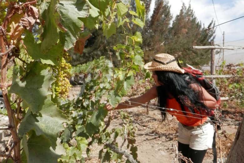 Tour del pisco y el vino por el Valle de Majes