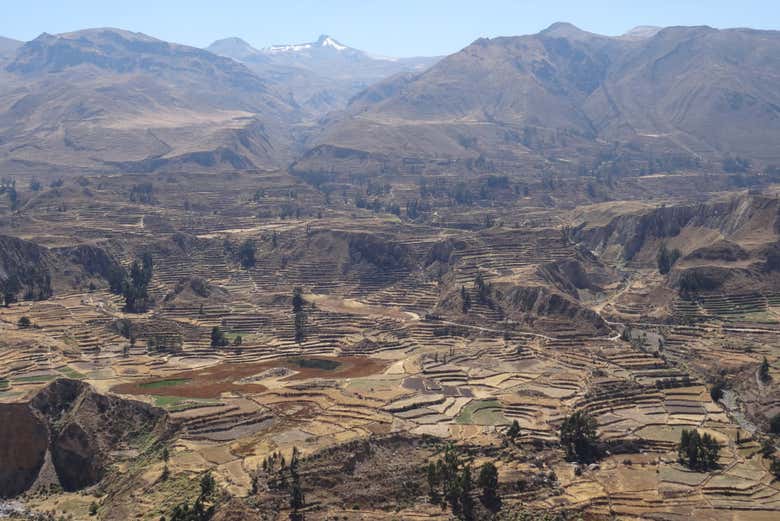 Excursión a Chivay y el Cañón del Colca