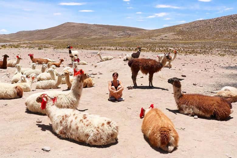 Excursión a Chivay y el Cañón del Colca