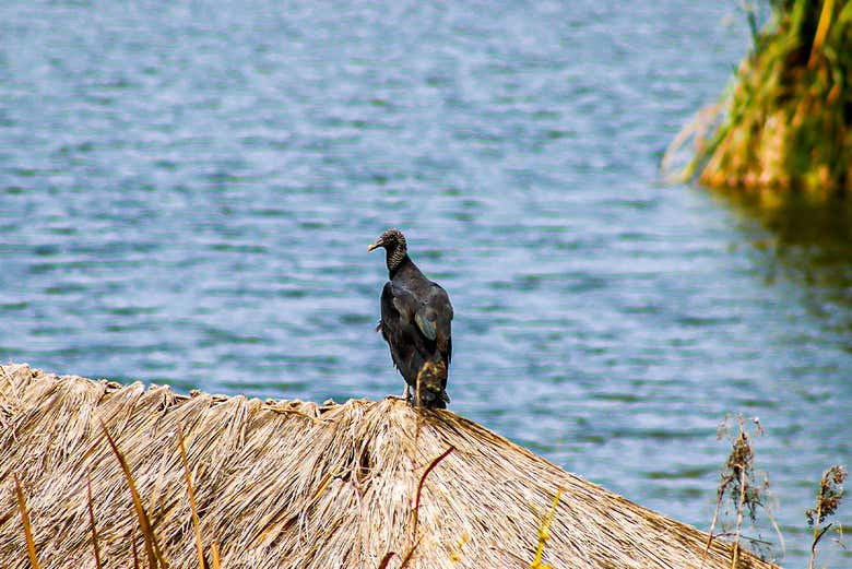Excursión a los Pantanos de Villa