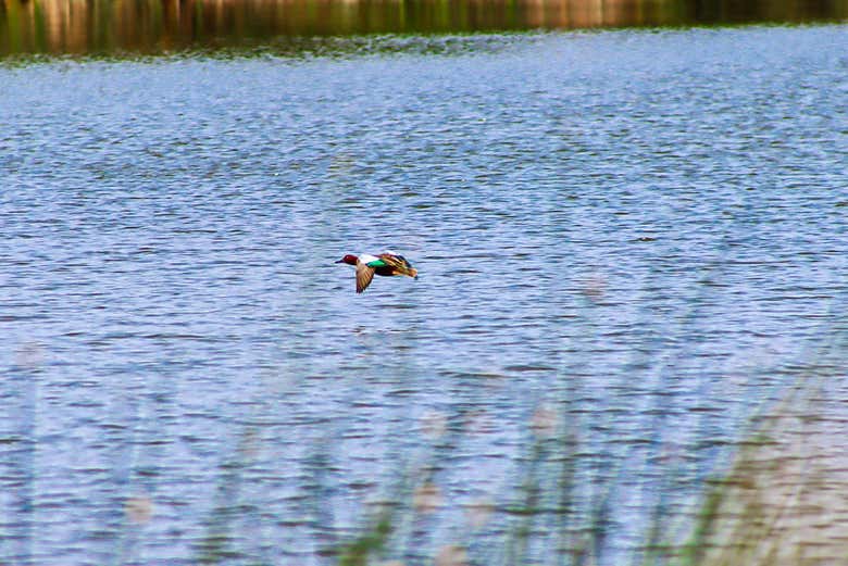 Excursión a los Pantanos de Villa