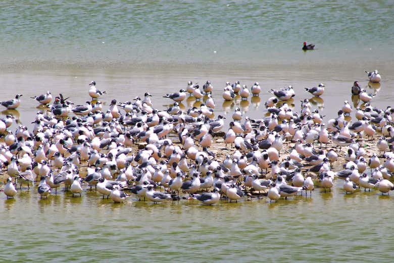 Excursión a los Pantanos de Villa