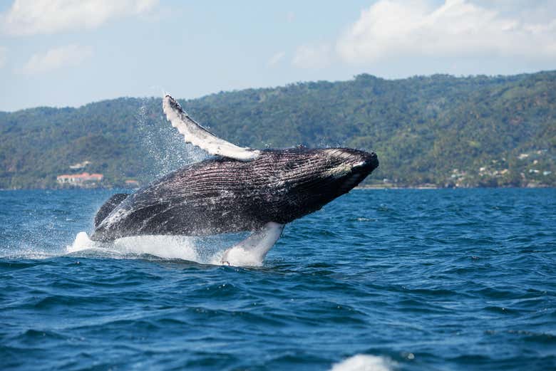 Tour privado de avistamiento de ballenas