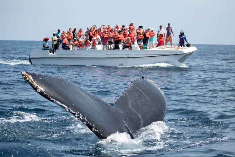 Tour privado de avistamiento de ballenas