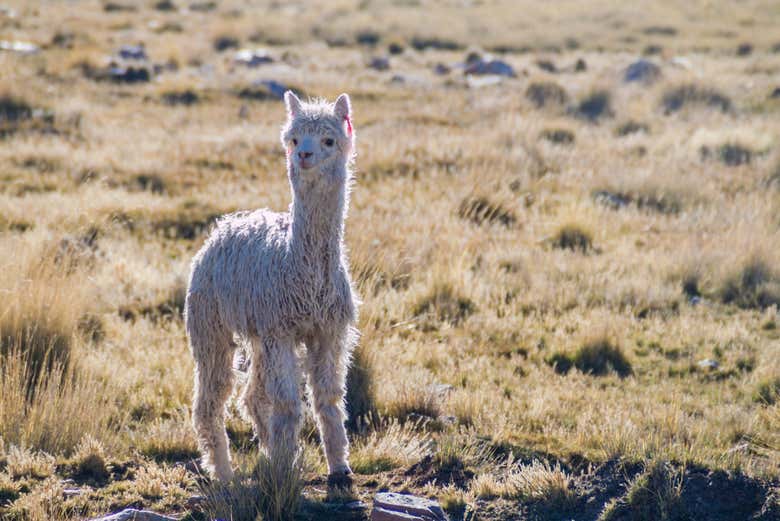 Reserva Nacional de Salinas y Aguada Blanca finalizando en Chivay