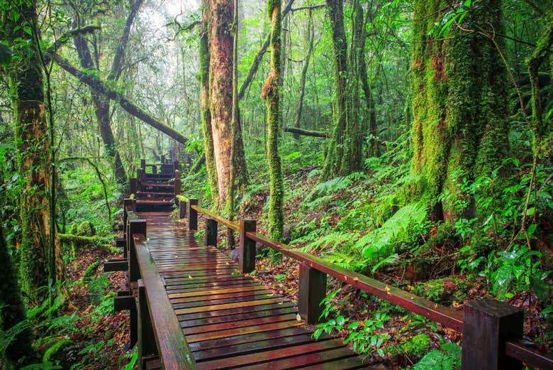 Excursión a Doi Inthanon