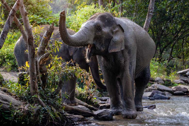 Excursión al santuario de elefantes de Samui
