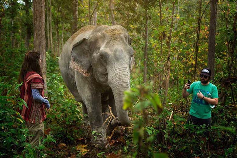 Excursión al santuario de elefantes de Samui