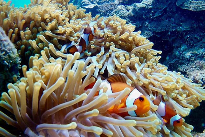 Tour por las islas de Krabi + Cena en Poda Island