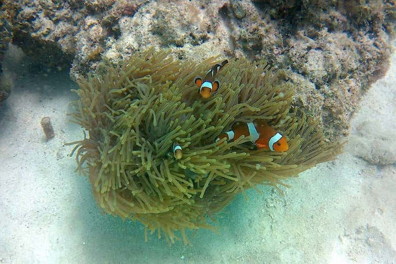 Tour por las islas de Krabi + Cena en Poda Island