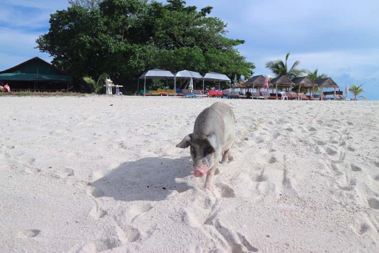 Excursión a la isla de los cerdos y Koh Teand