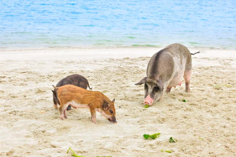 Excursión a la isla de los cerdos y Koh Teand