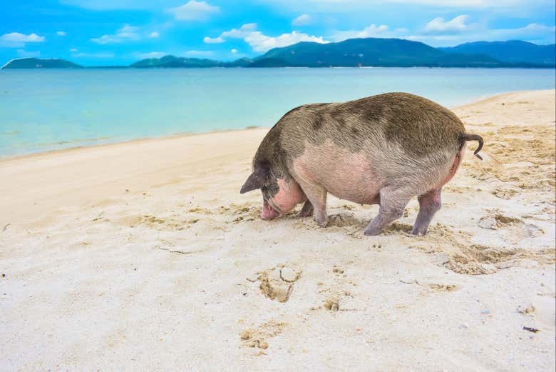 Excursión a la isla de los cerdos y Koh Teand