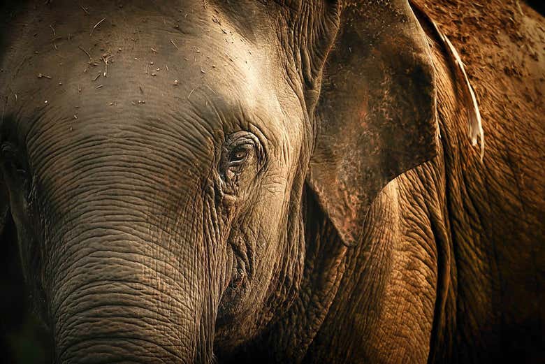 Excursión al Jungle Elephant Sanctuary